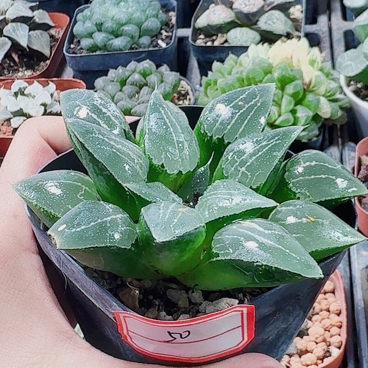 无花朵十二卷实生寿 福利