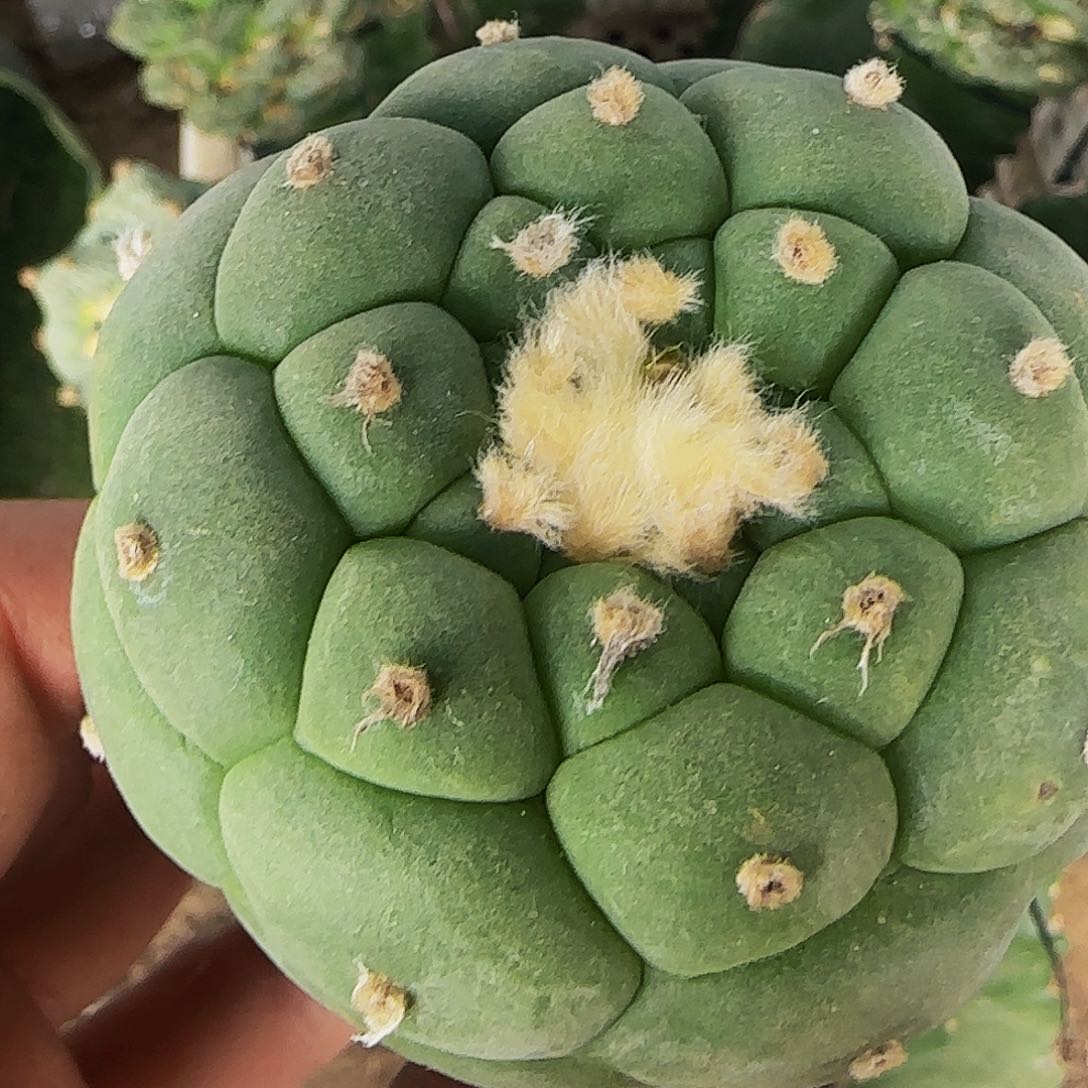 大尤仙658仙人球