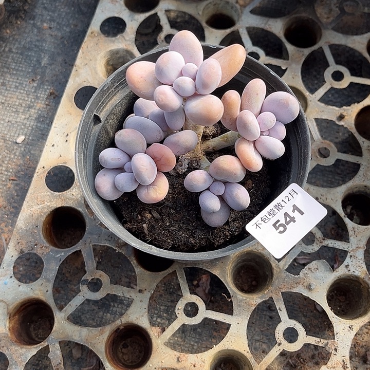 阿雅园艺。      541奶酪