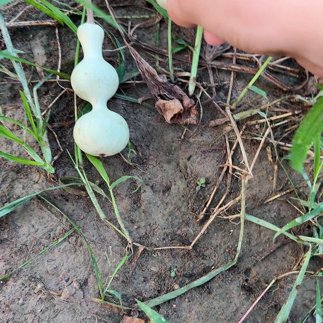 好***＆八宝三庭葫芦手把葫芦