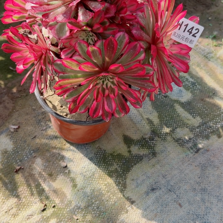 142铜白多肉植物的