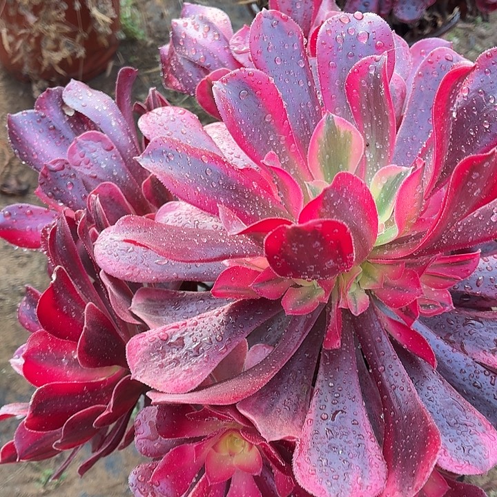 美杜莎一棵脱土15.8