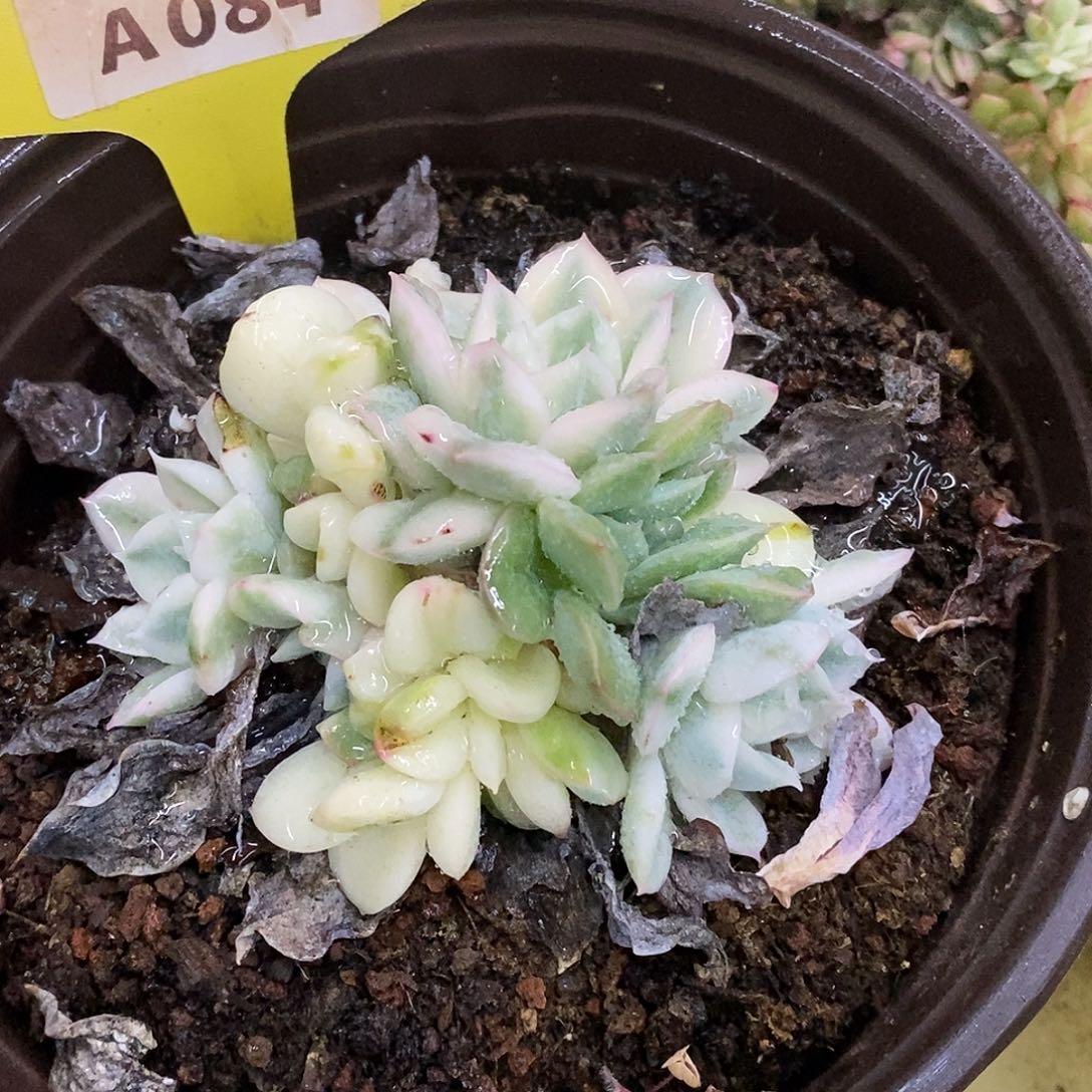 084哈哈哈哈哈哈哈