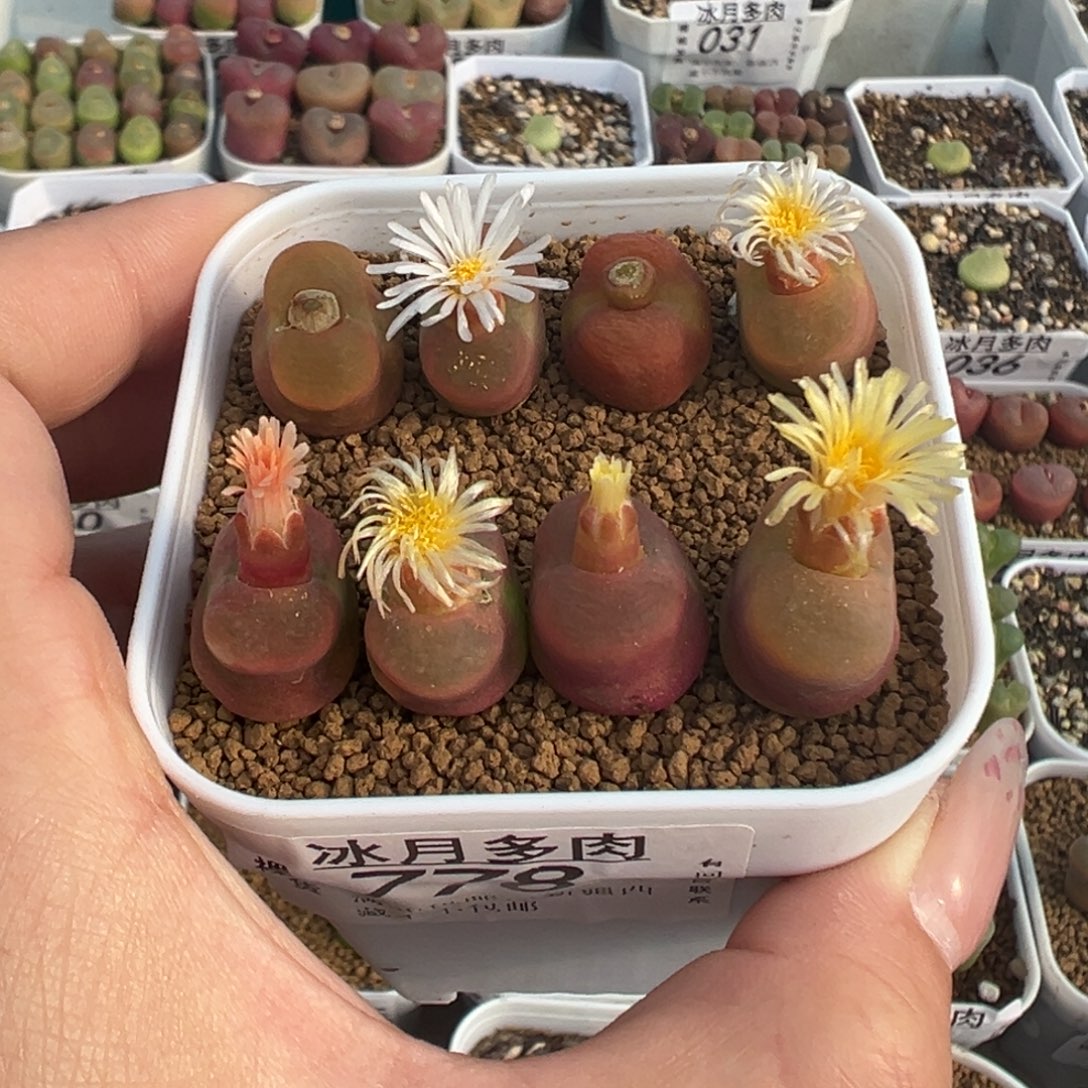 778水蜜桃裸根发货