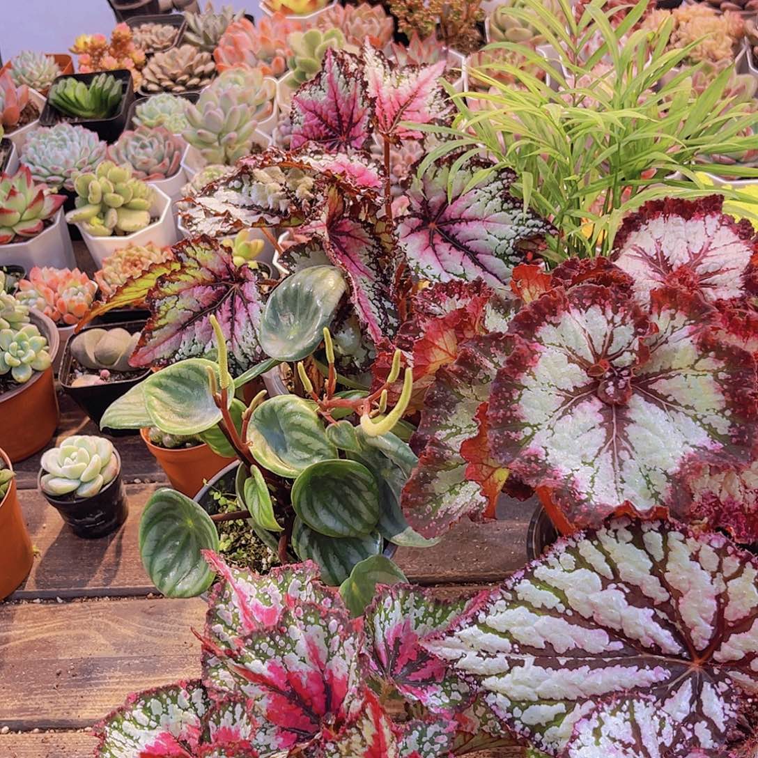 如图6盆带盆土图图111111111