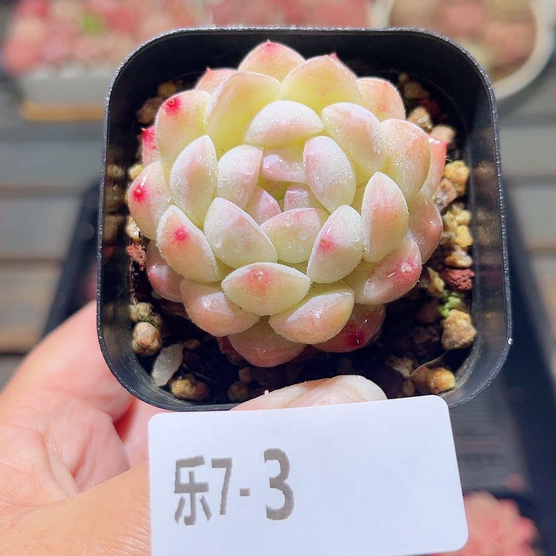 乐7-3 明月心单头 