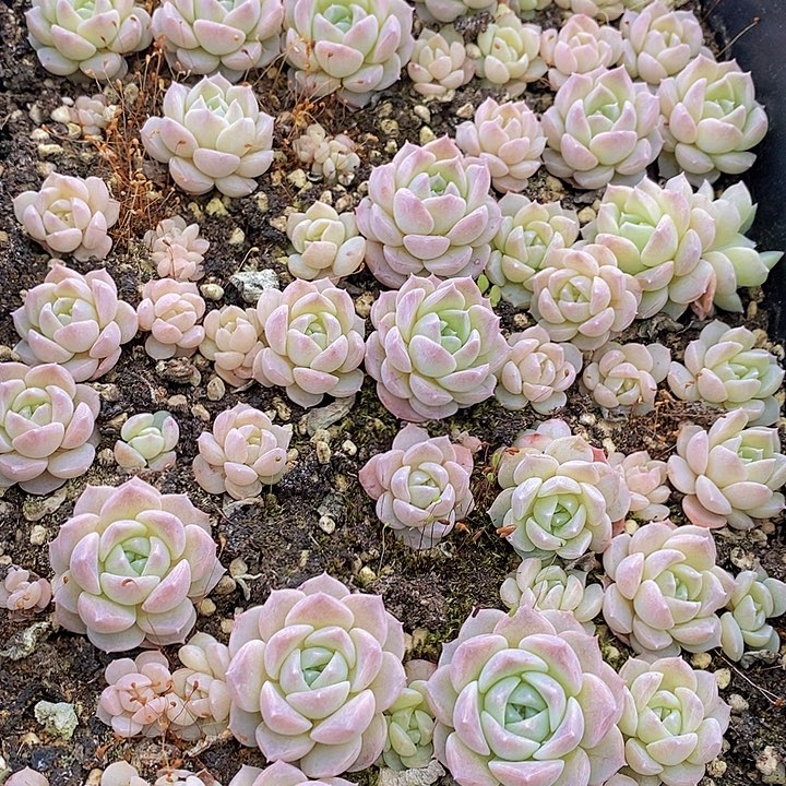 86 多肉植物盆栽花卉植物