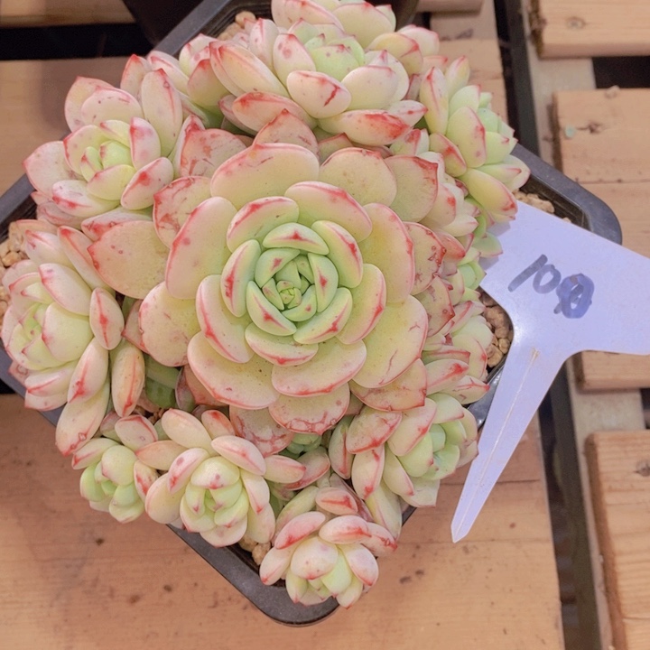 这个点就不应该喝