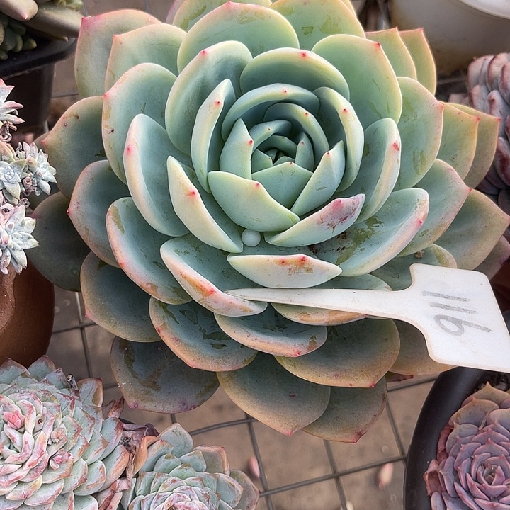 两单包邮，晨语多肉116凤橙