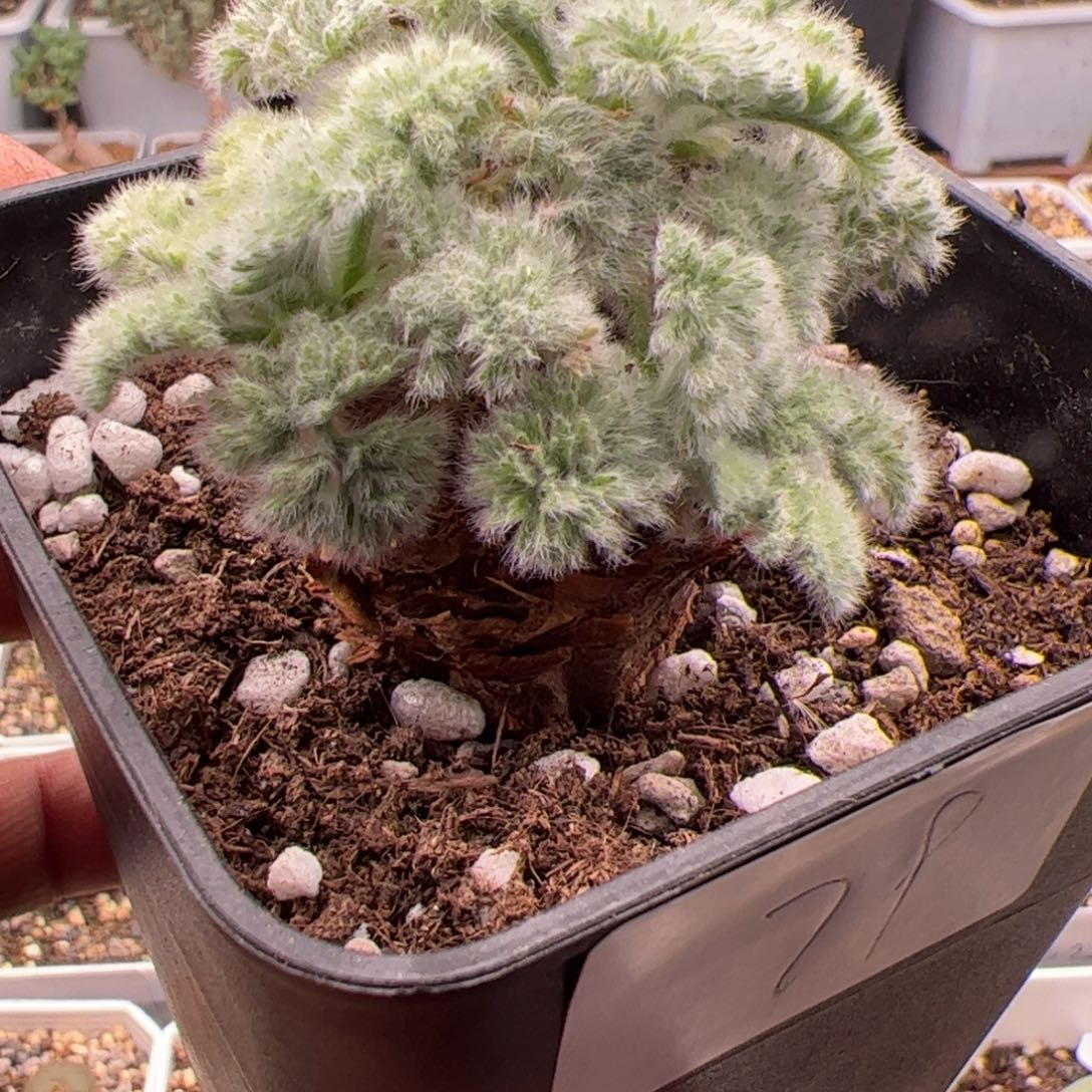 12.26羽叶洋葵多肉植物组合79