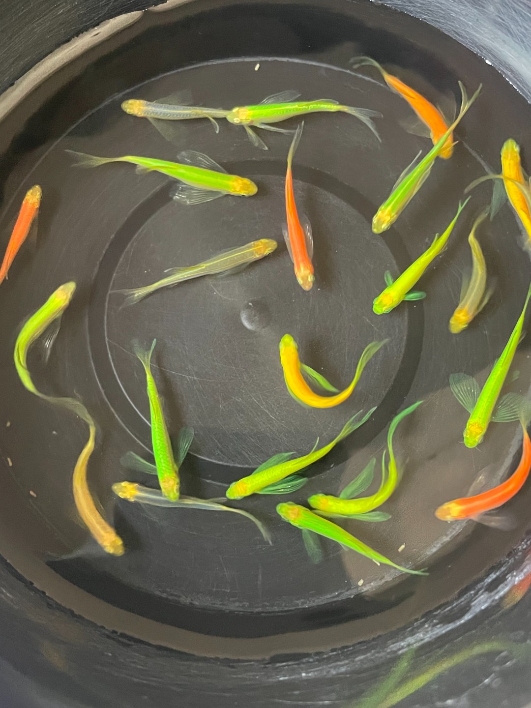 蝶翼长尾斑马鱼热带淡水观赏鱼好养耐活适合新手鱼小鱼活鱼观赏鱼