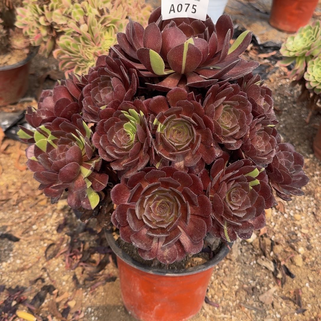 075黑美人。多肉植物