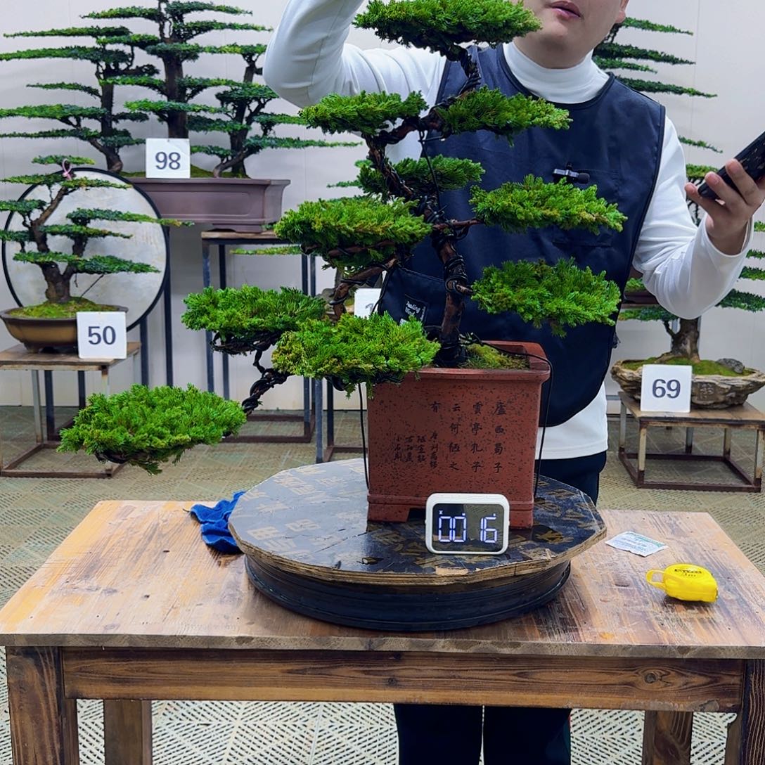 无花朵柏树造型盆景