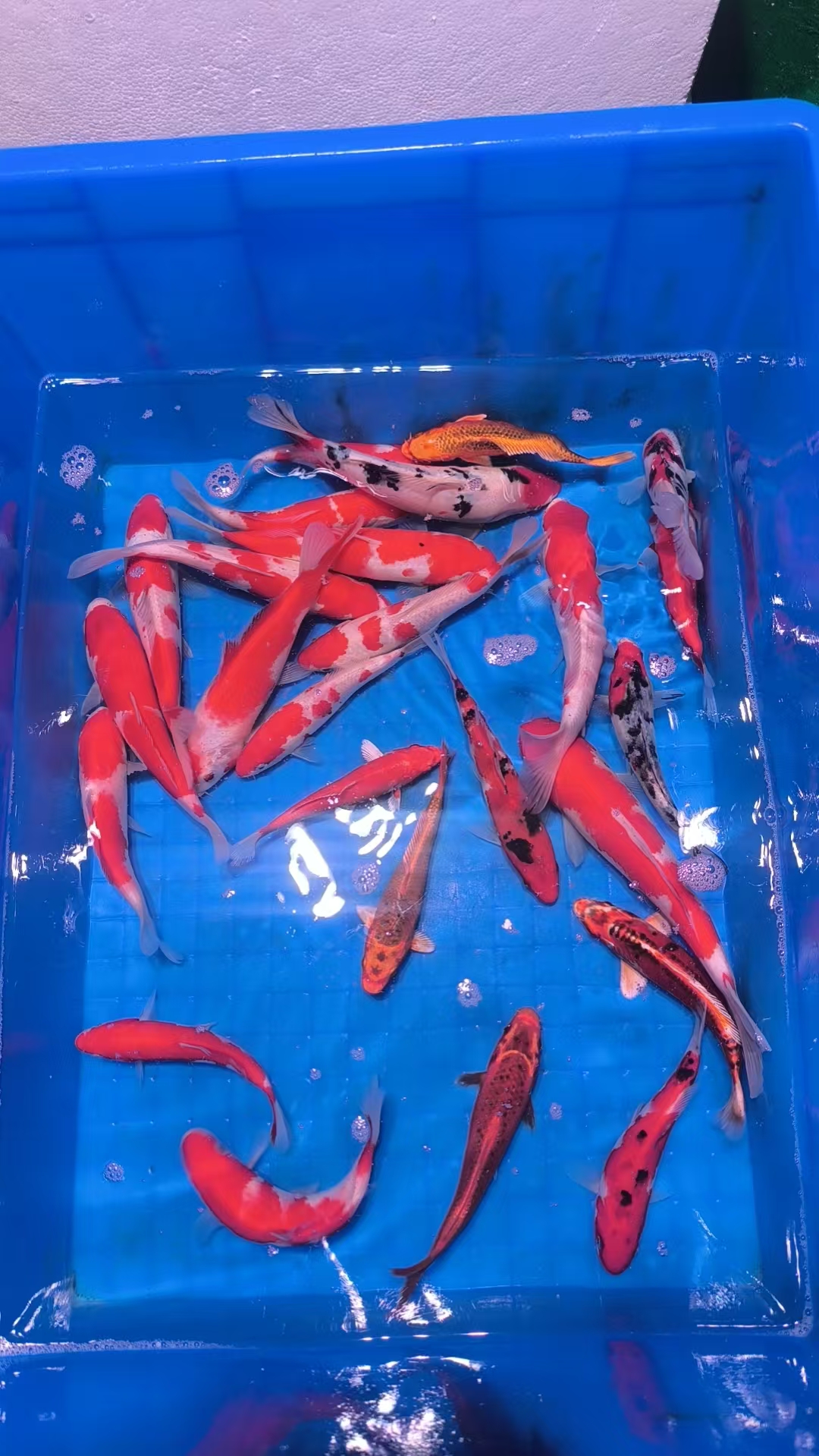 1号链接直播间锦鲤观赏鱼鲤鱼