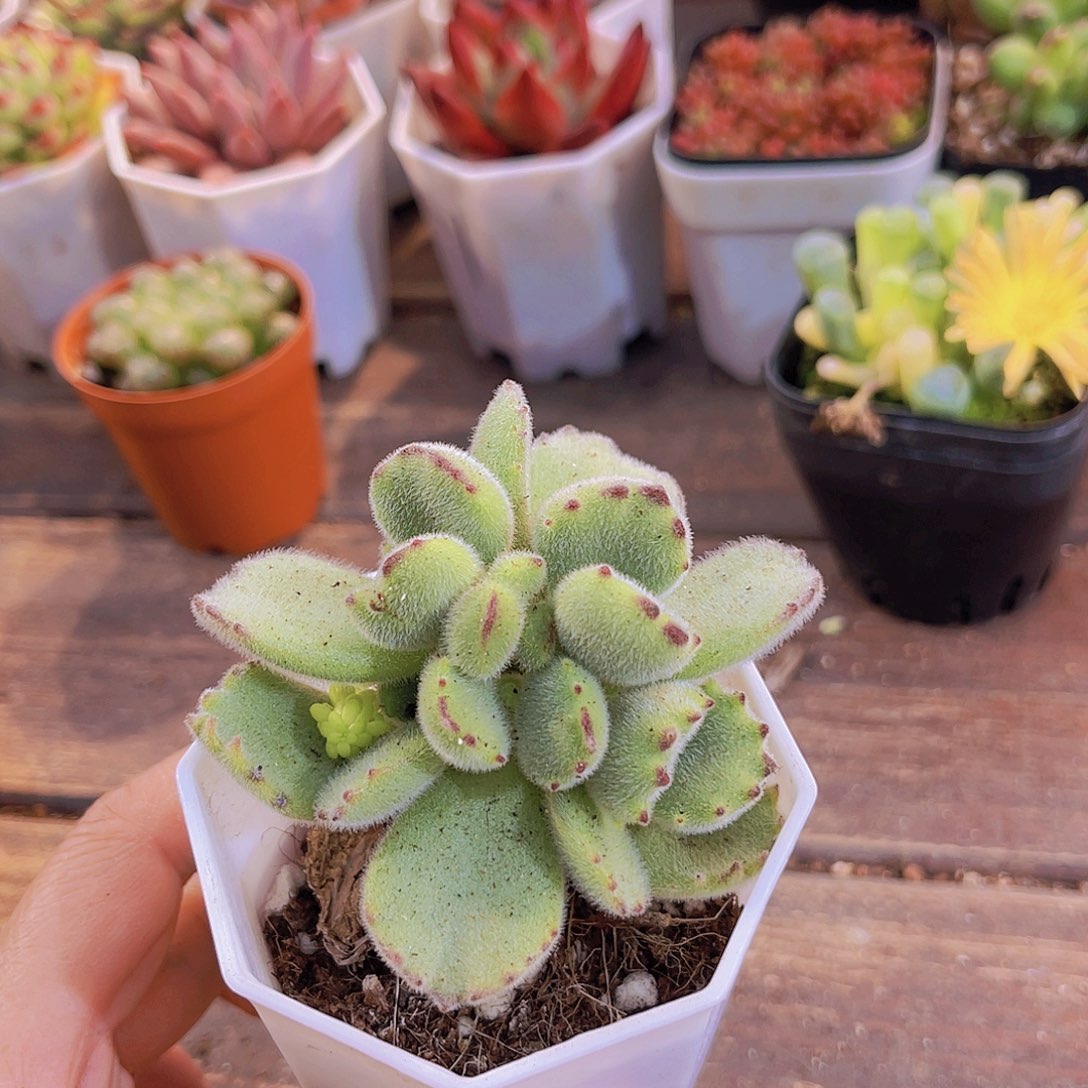 熊童子5盆11111111111111