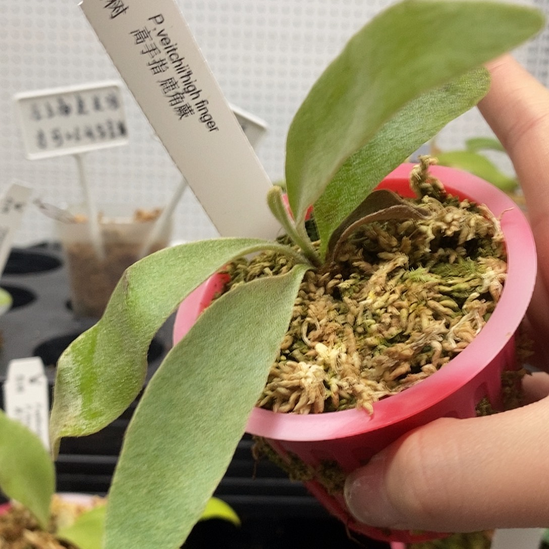 无花朵野银高手指