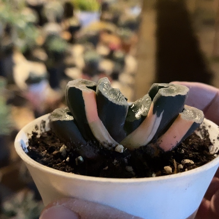 满38包邮2天凑单，脱土晾根发货多肉植物玉扇锦