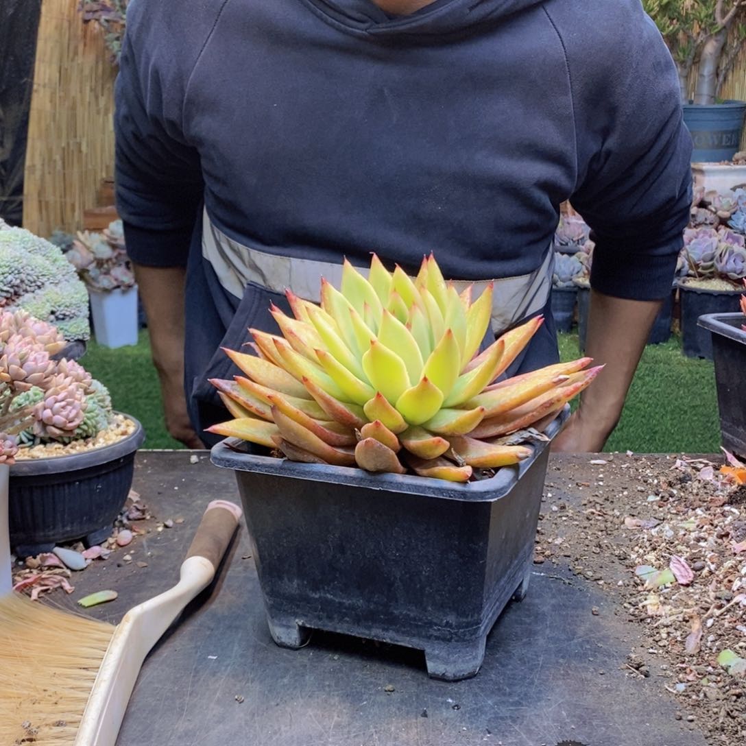 超级弗兰克多肉黄色