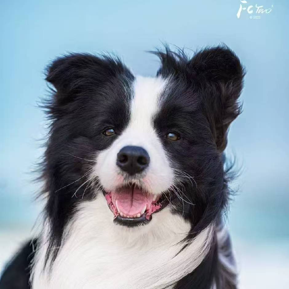 新希望边牧犬舍活体链接