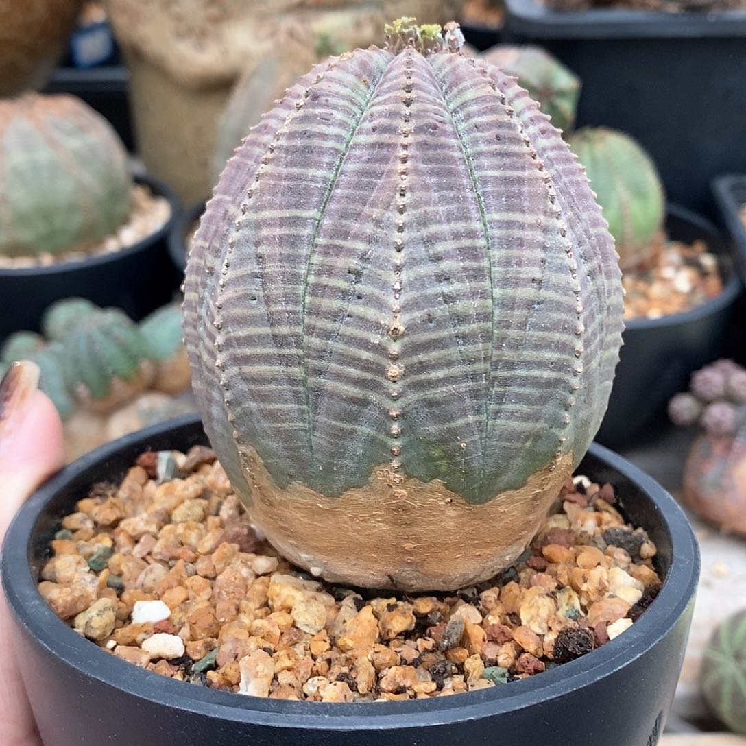 欧系实生布纹球多肉