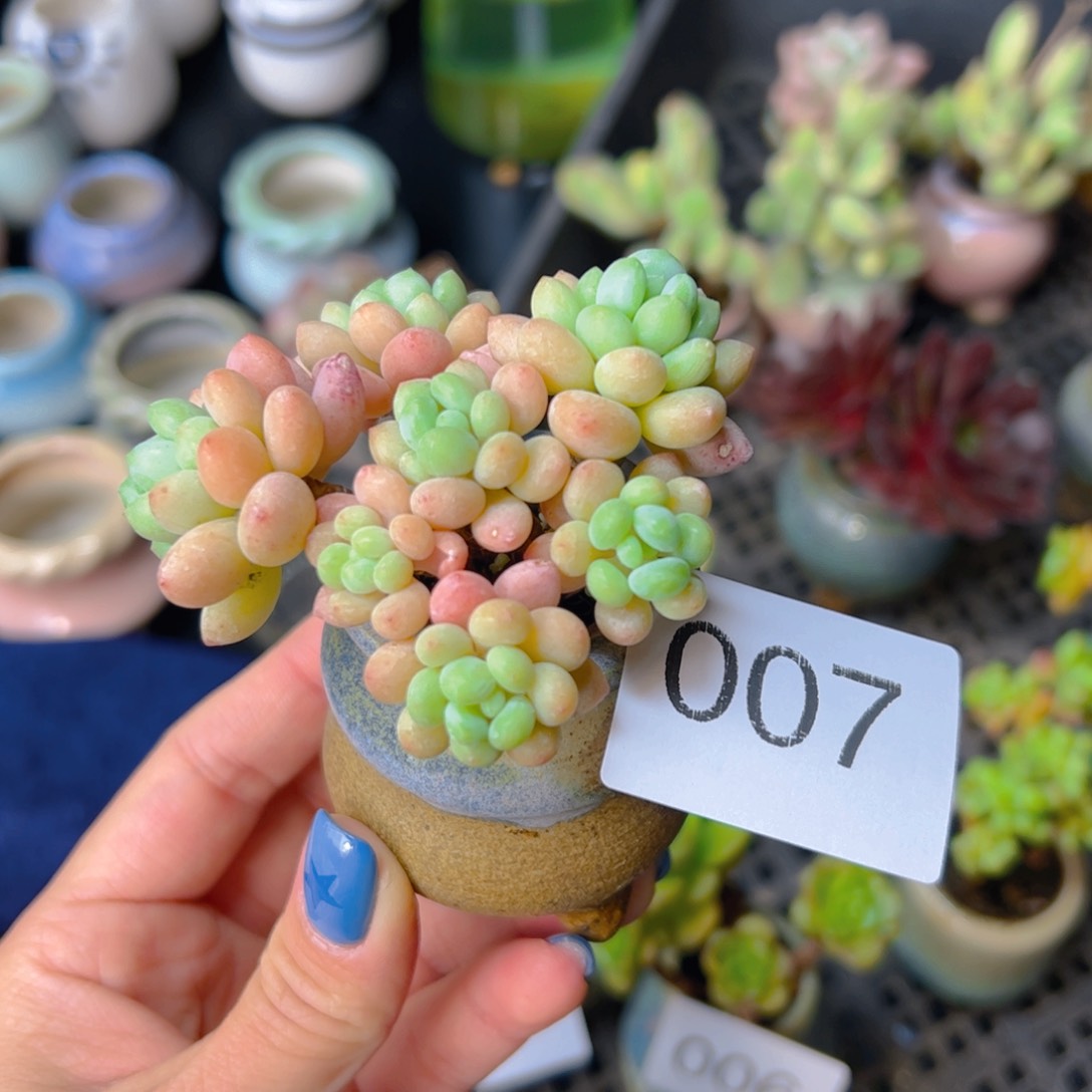 土培多肉带盆发货………………