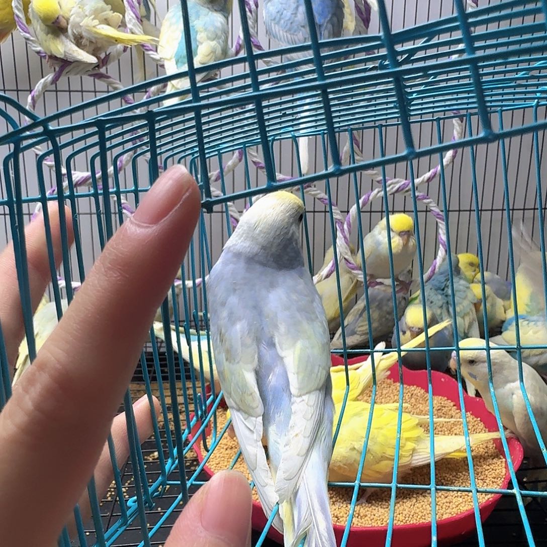 虎皮鹦鹉金彩虎皮一只