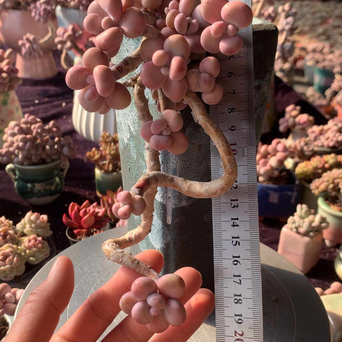 10号不带盆偏远的不包邮的