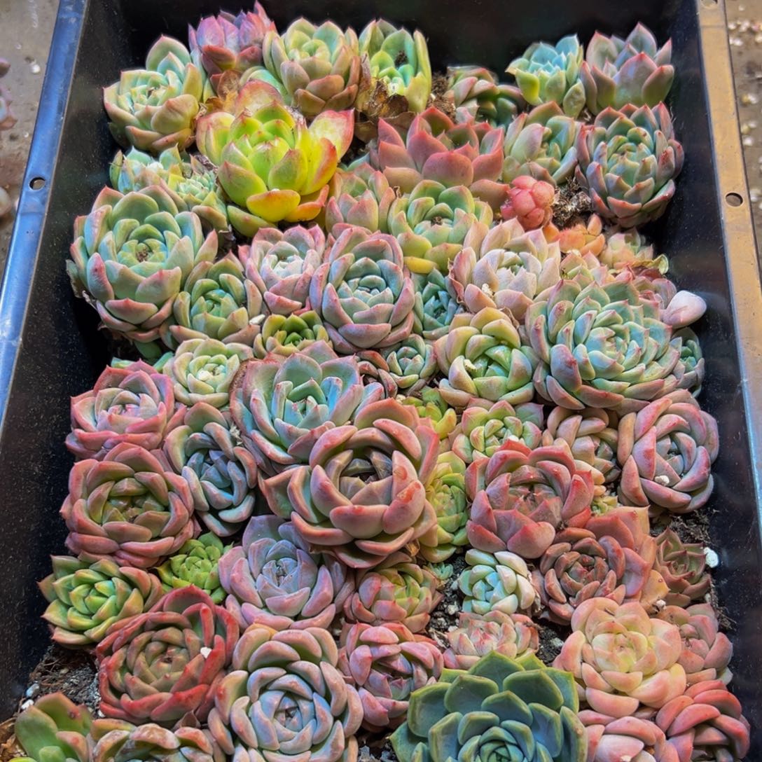 417多肉植物的生长发育规律及生长