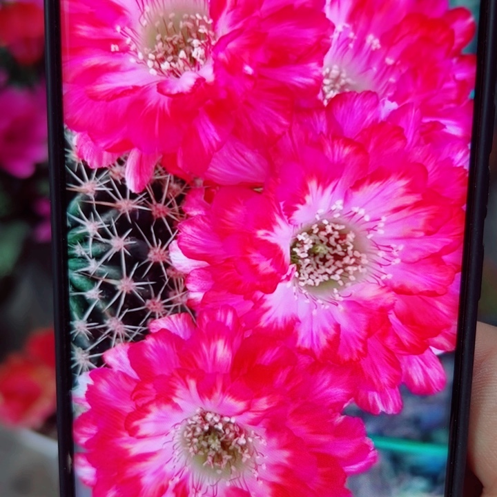 13丽花世界小姐歪无根侧芽2一3公分左右20包邮