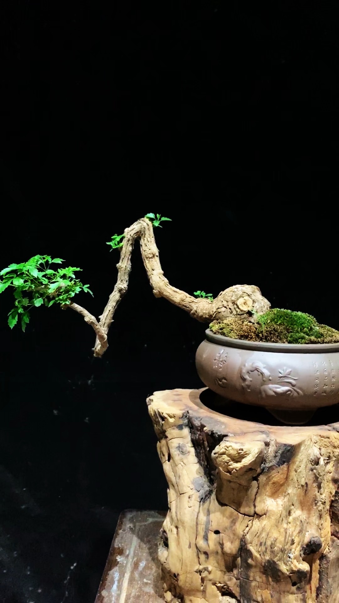 小坤绿植盆景直播间一物一拍