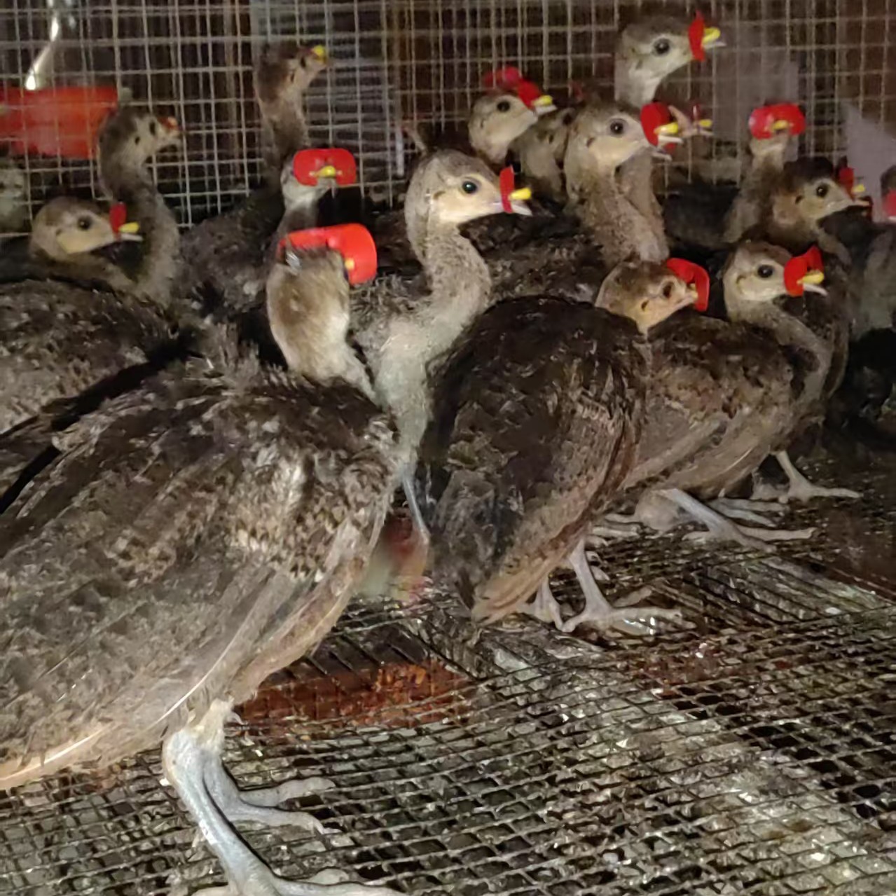 脱温蓝孔雀苗（顺丰包邮）