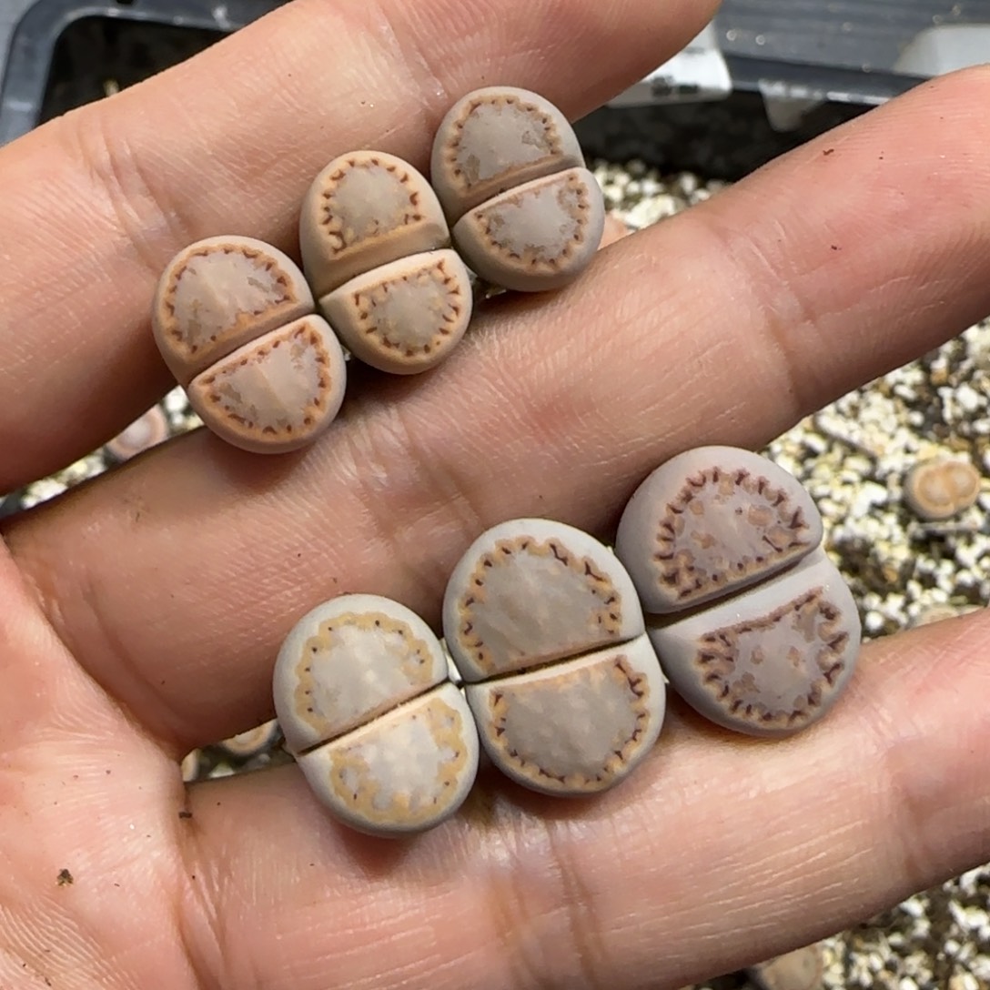 捣***熊12.12。  216饼干x6。   2028