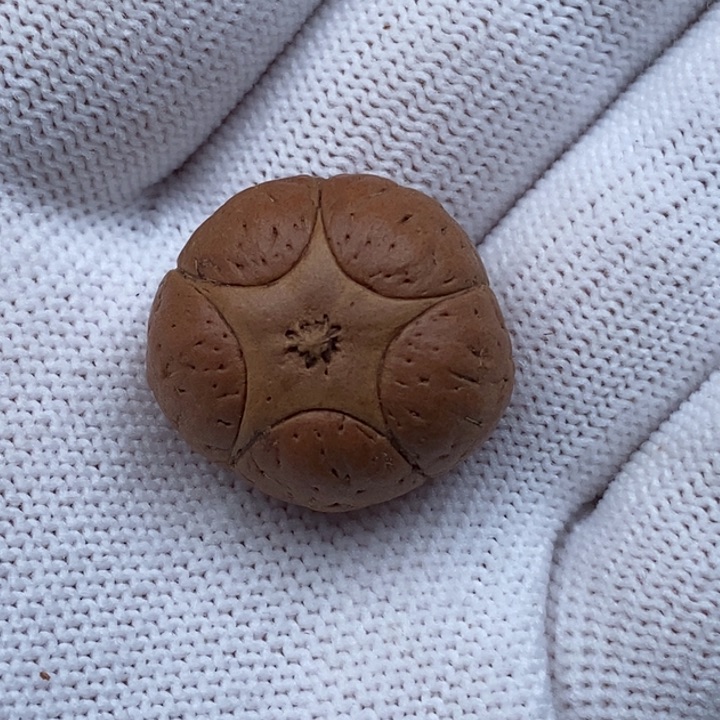 凤眼菩提手串阿****8五星23.3打孔不退换