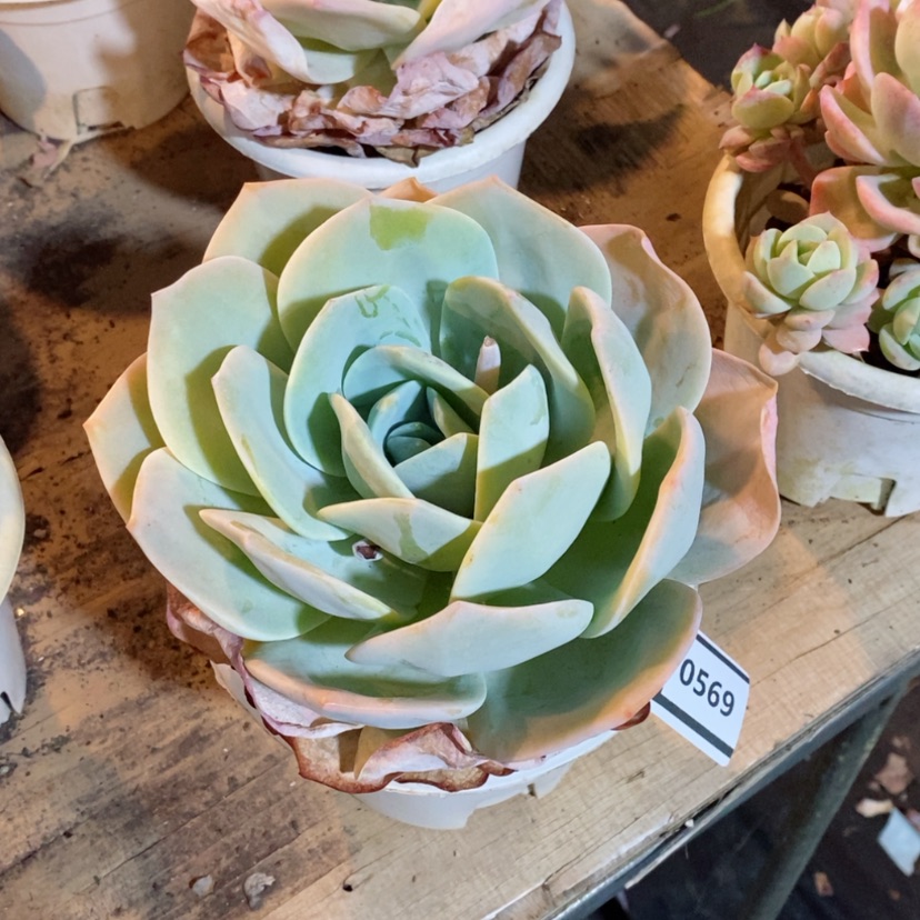 【闪购商品】白凤杂雪莲0569