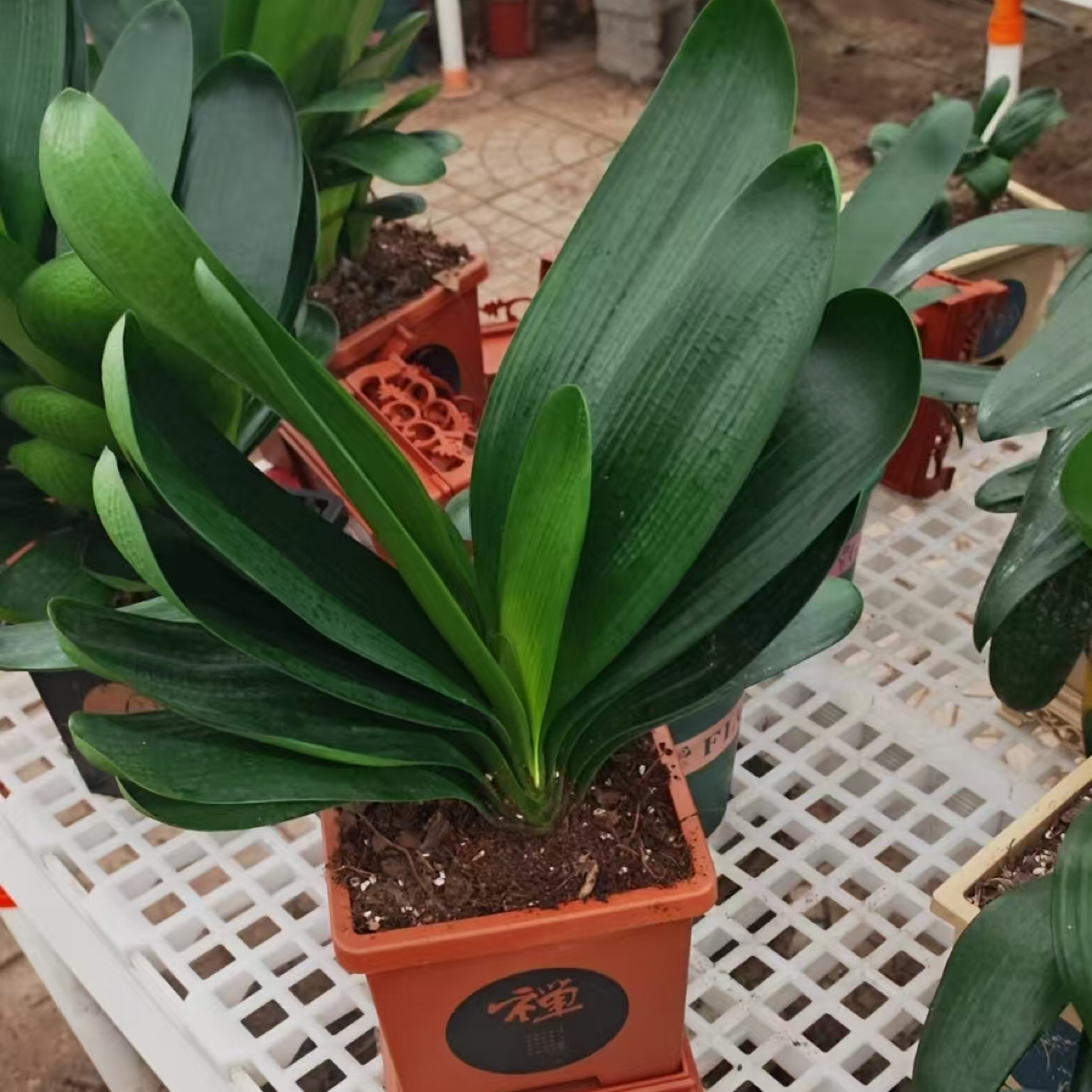 （小雪专属）君子兰 大凤冠 禅意盆 带托盘