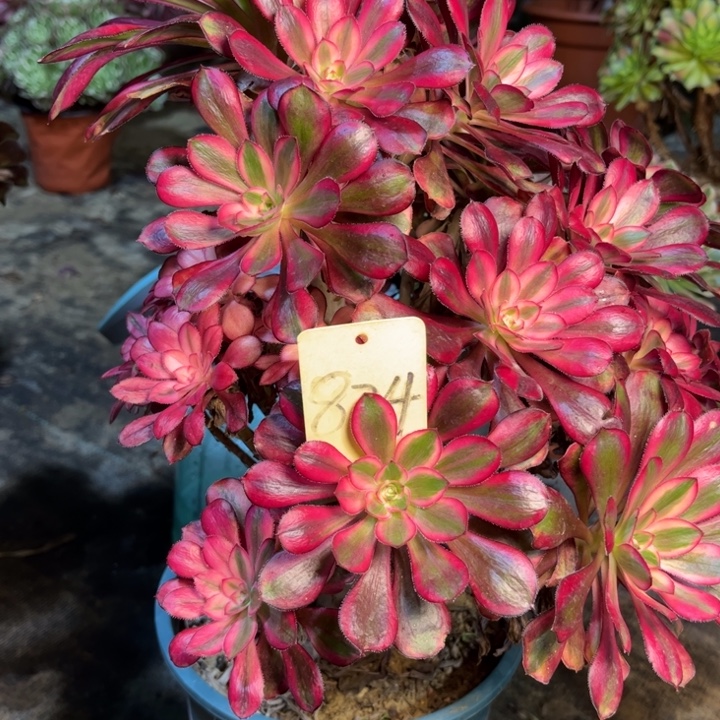 824香奈儿多肉一物一拍