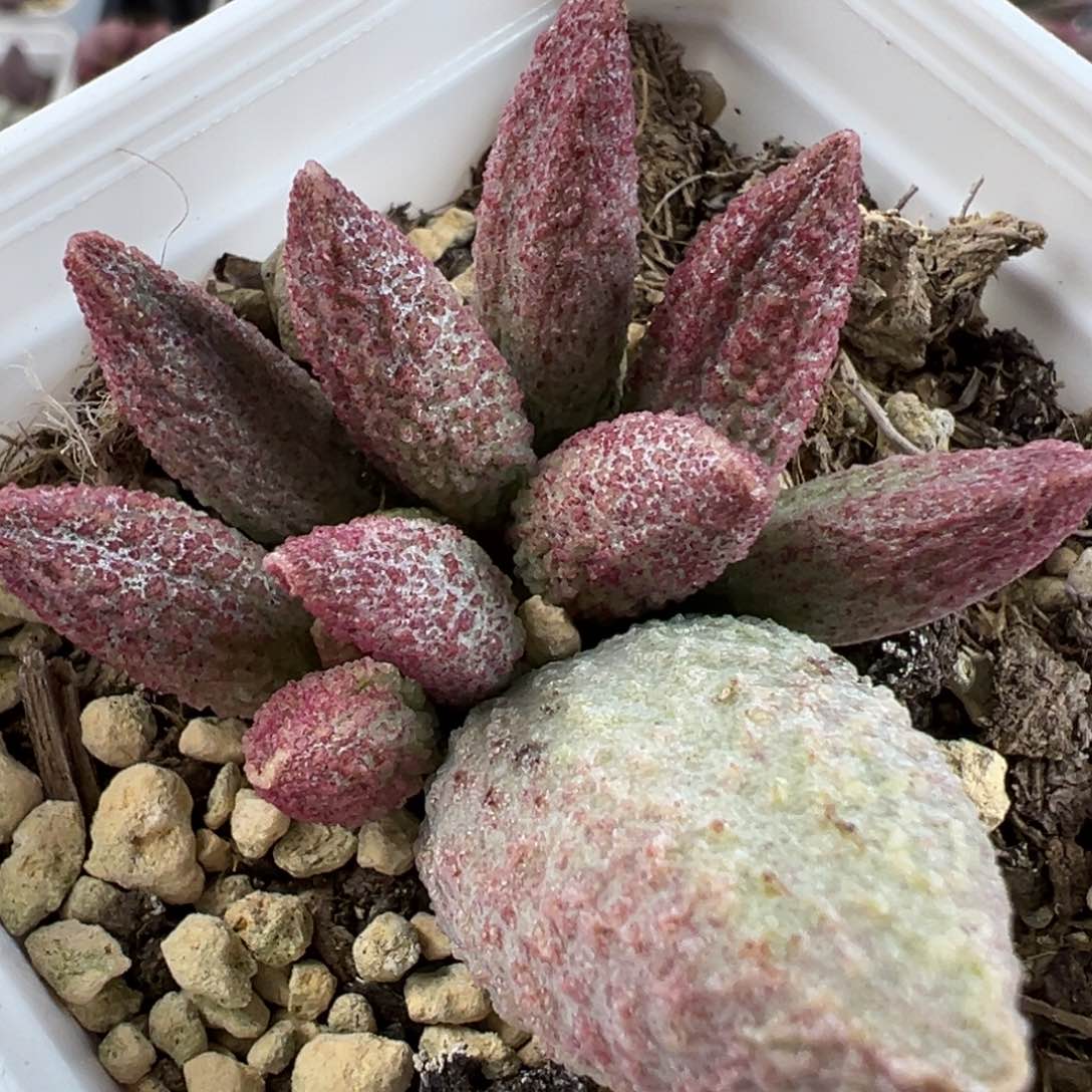 实生底叶苗纹路款多肉植物水泡