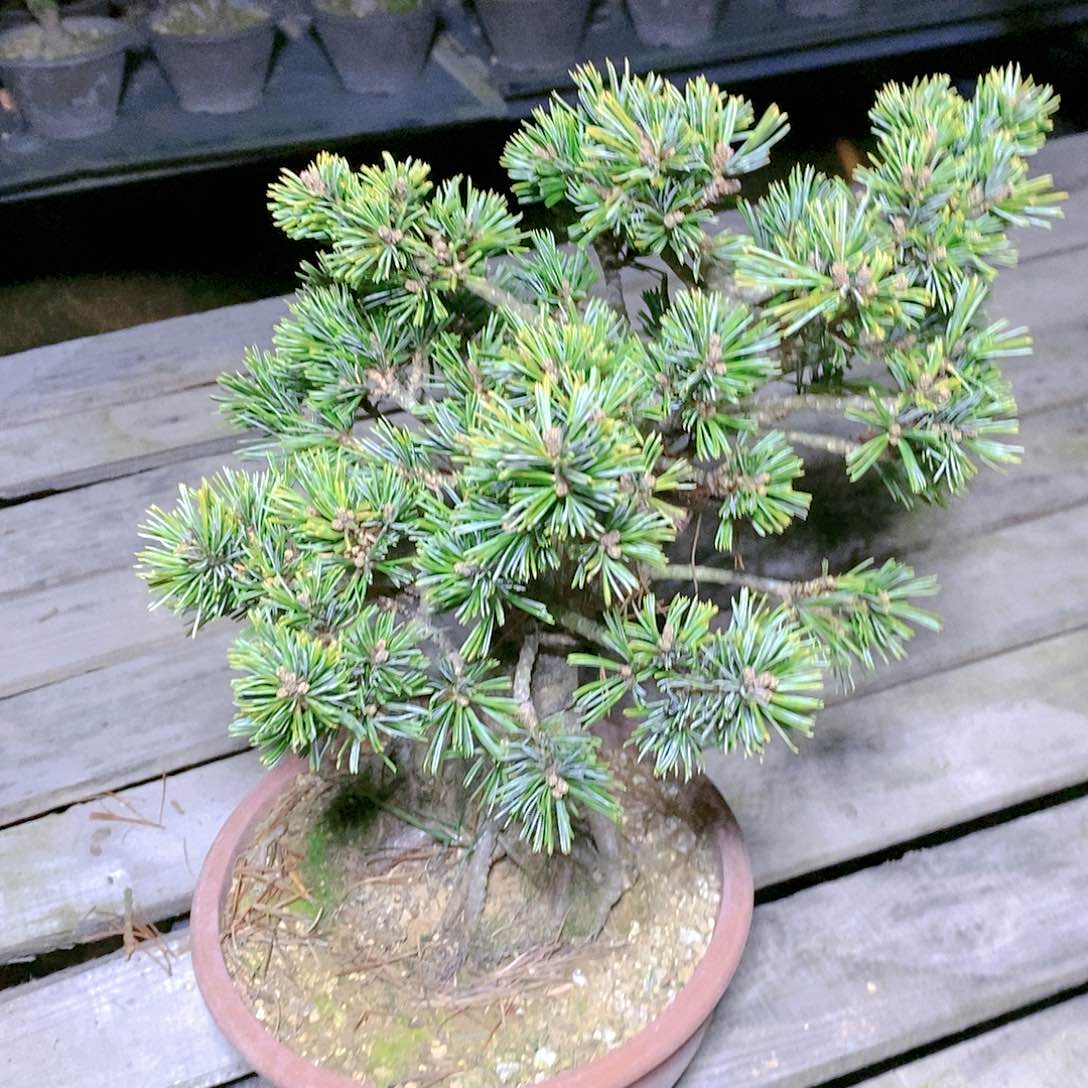 【闪购商品】无花朵