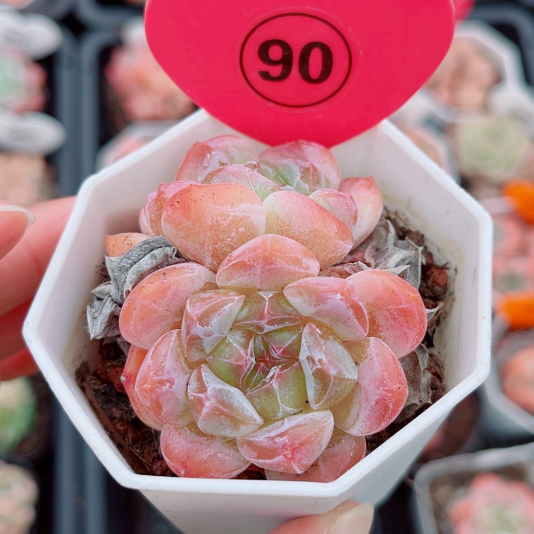 90号小老桩糖心双头