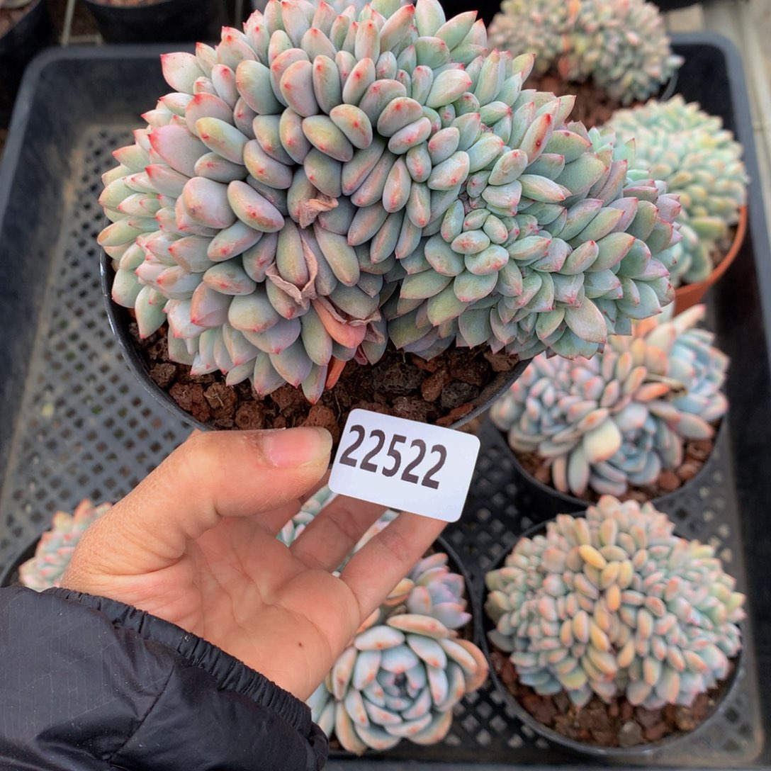 小**法22522缀嗯嗯嗯哦