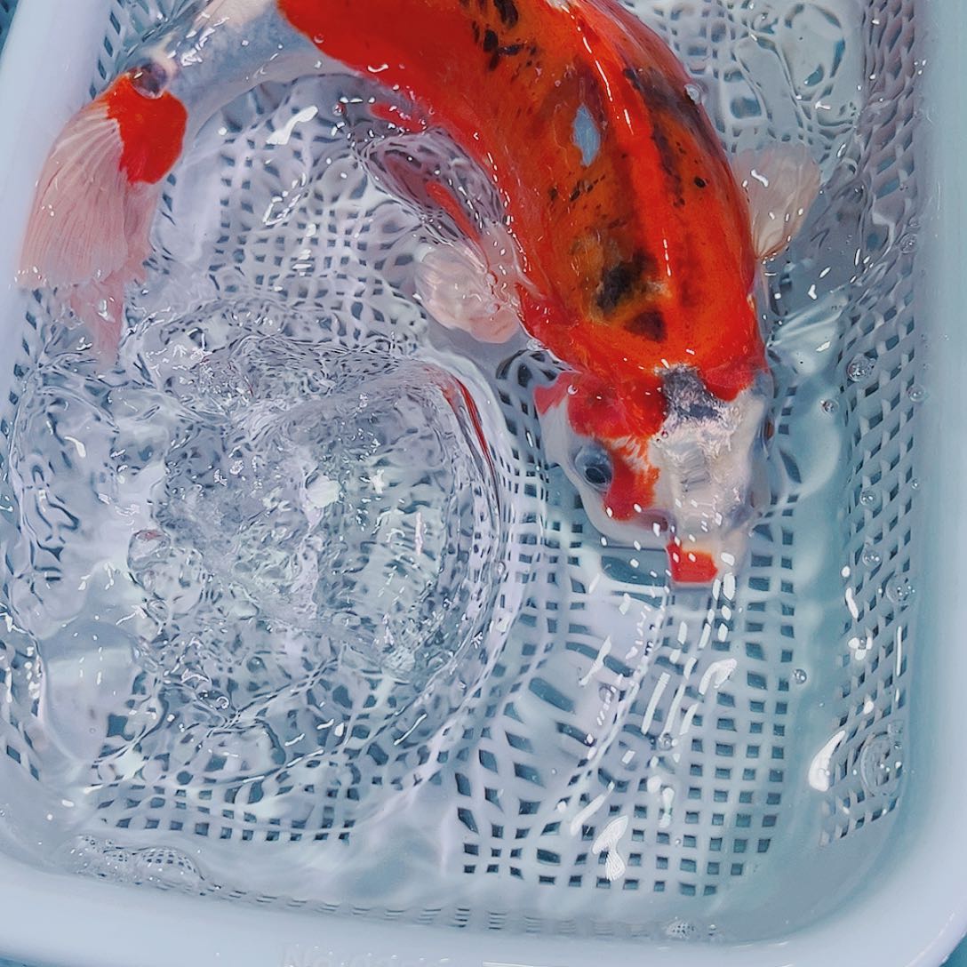 锦鲤锦鲤冷水鱼观赏150