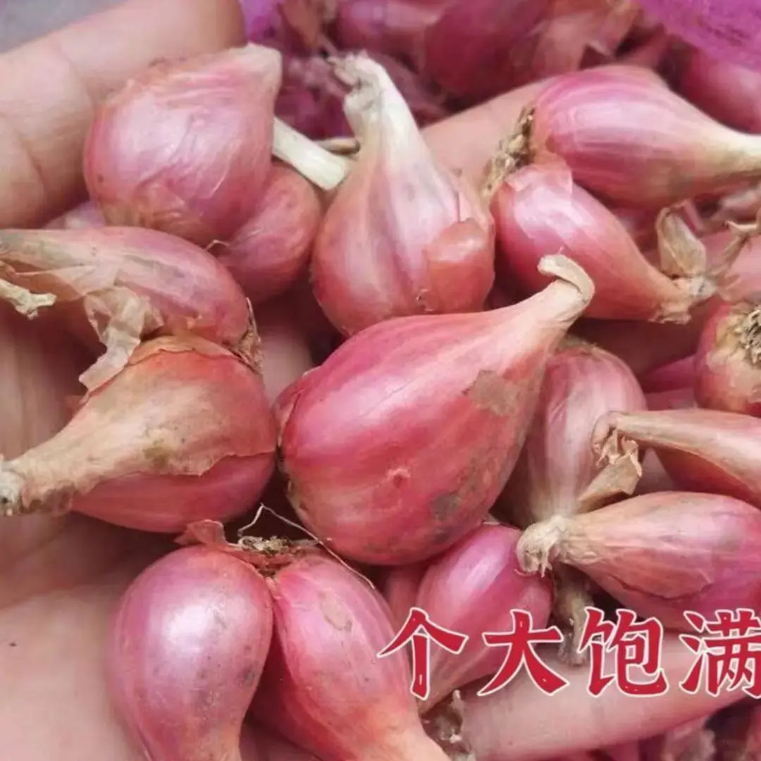 红葱头种四季葱头干新鲜葱头花盆栽红葱头种四季香葱火葱头-H