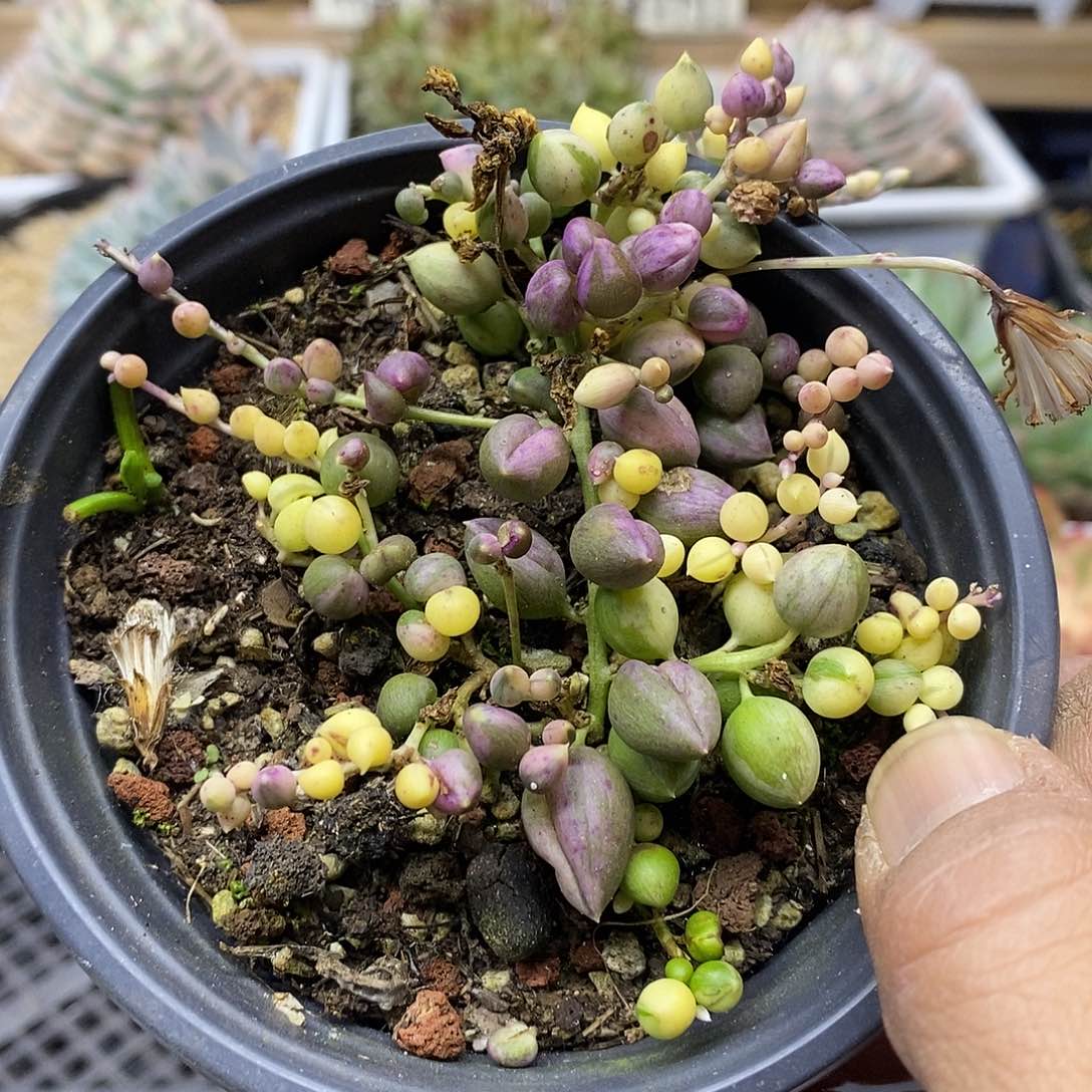 2975 福利佛珠锦