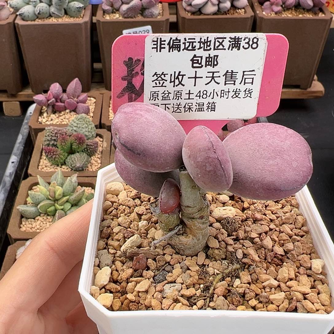 280球球紫蛋多肉