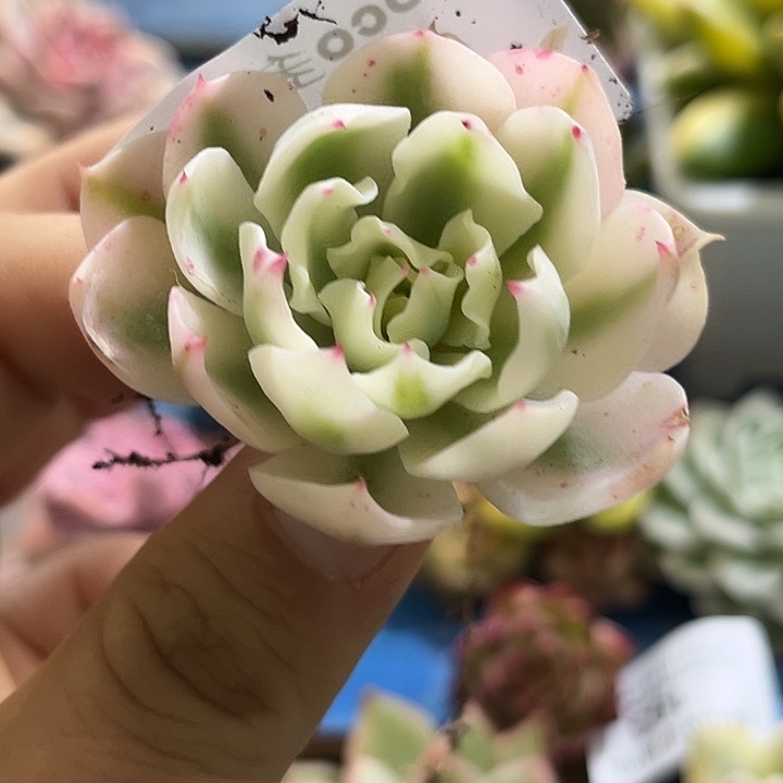 217海啸腹轮锦炸多肉植物