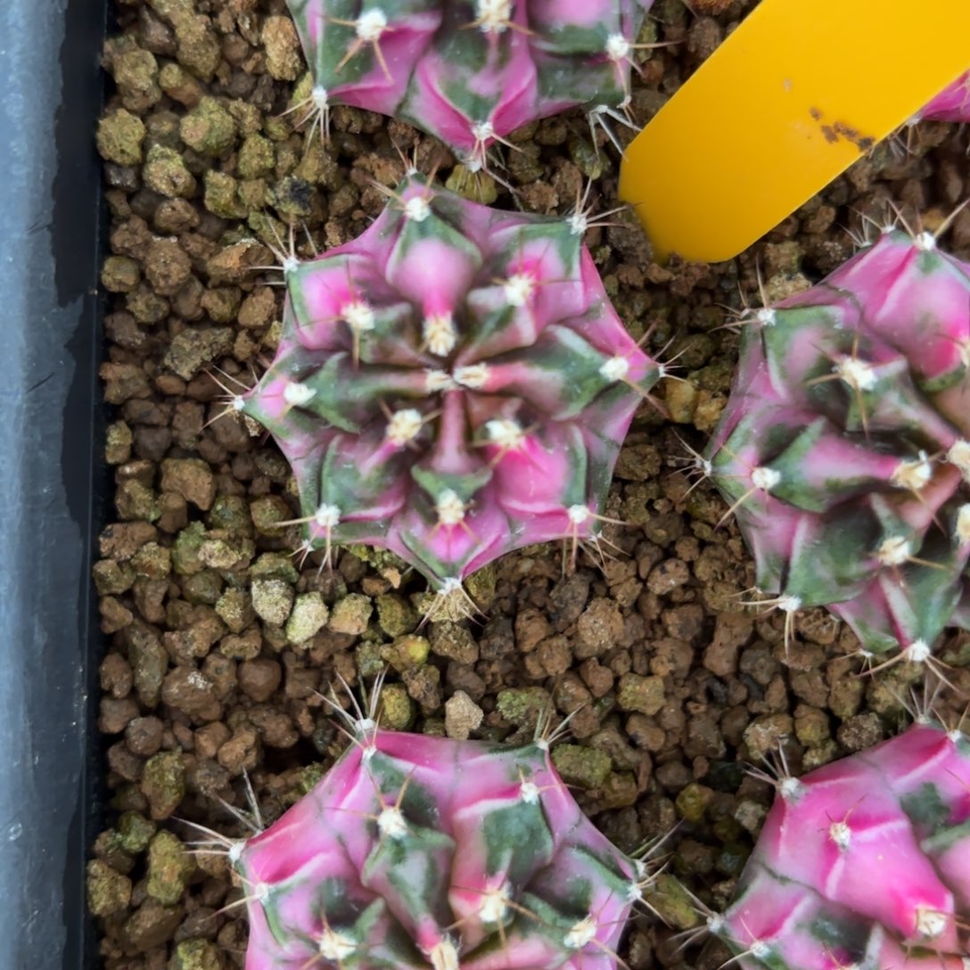 L518-1218泰国发货 粉钻