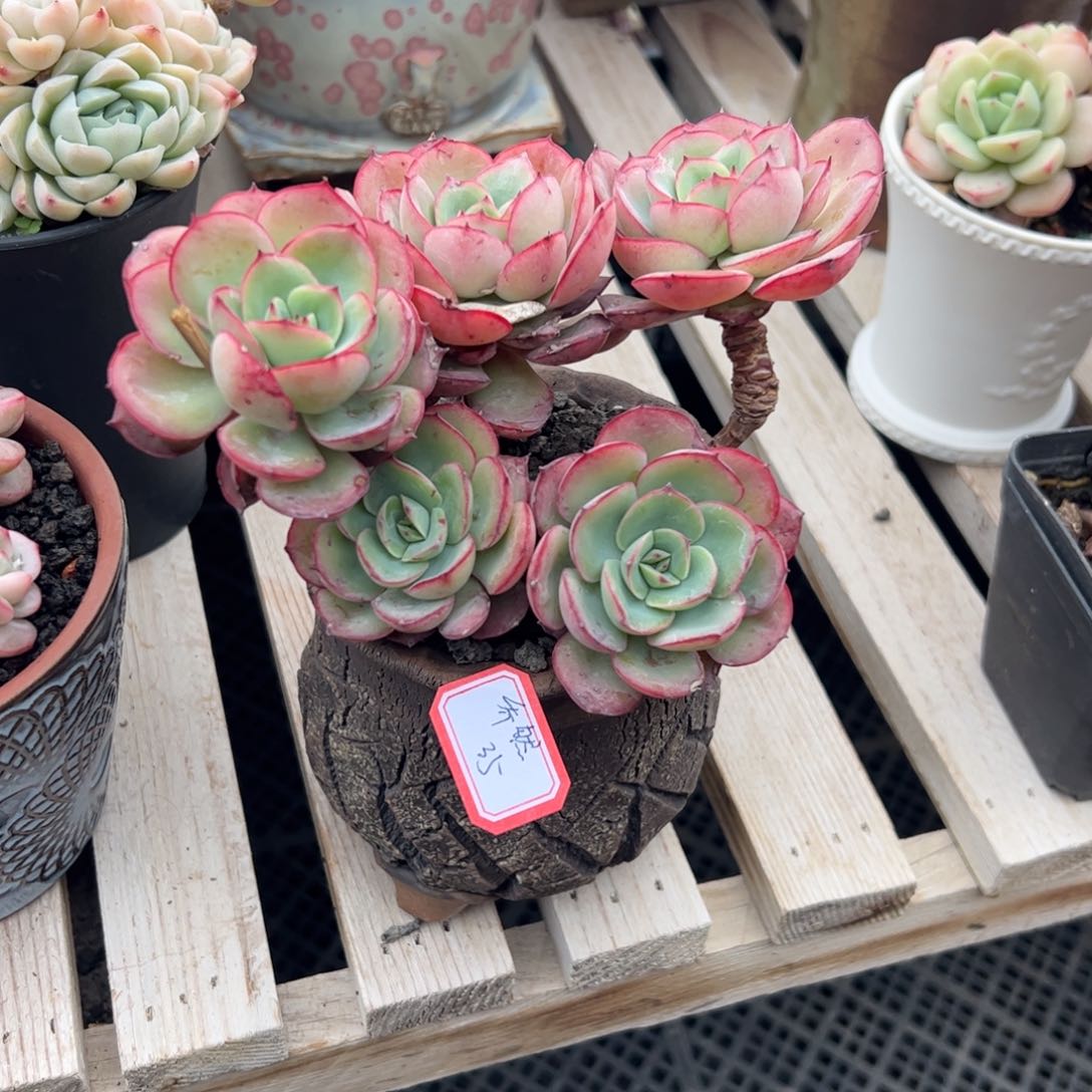 多肉植物多肉植物