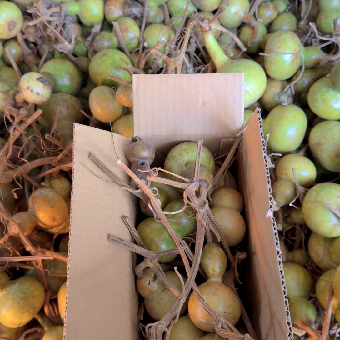 F***L青皮瑕疵品不退不换不保成