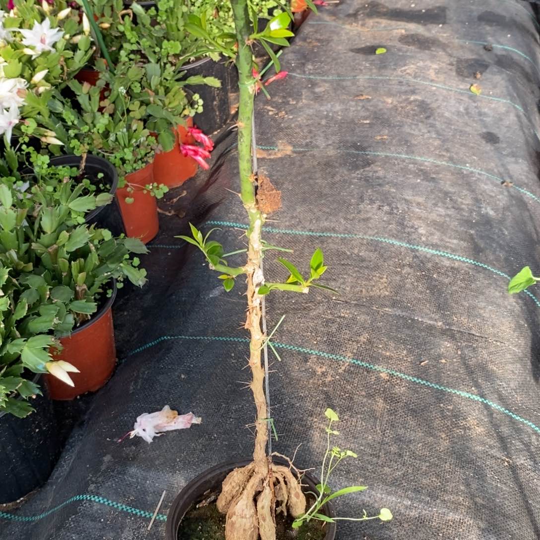 6****乐月之桂砧木一物一拍