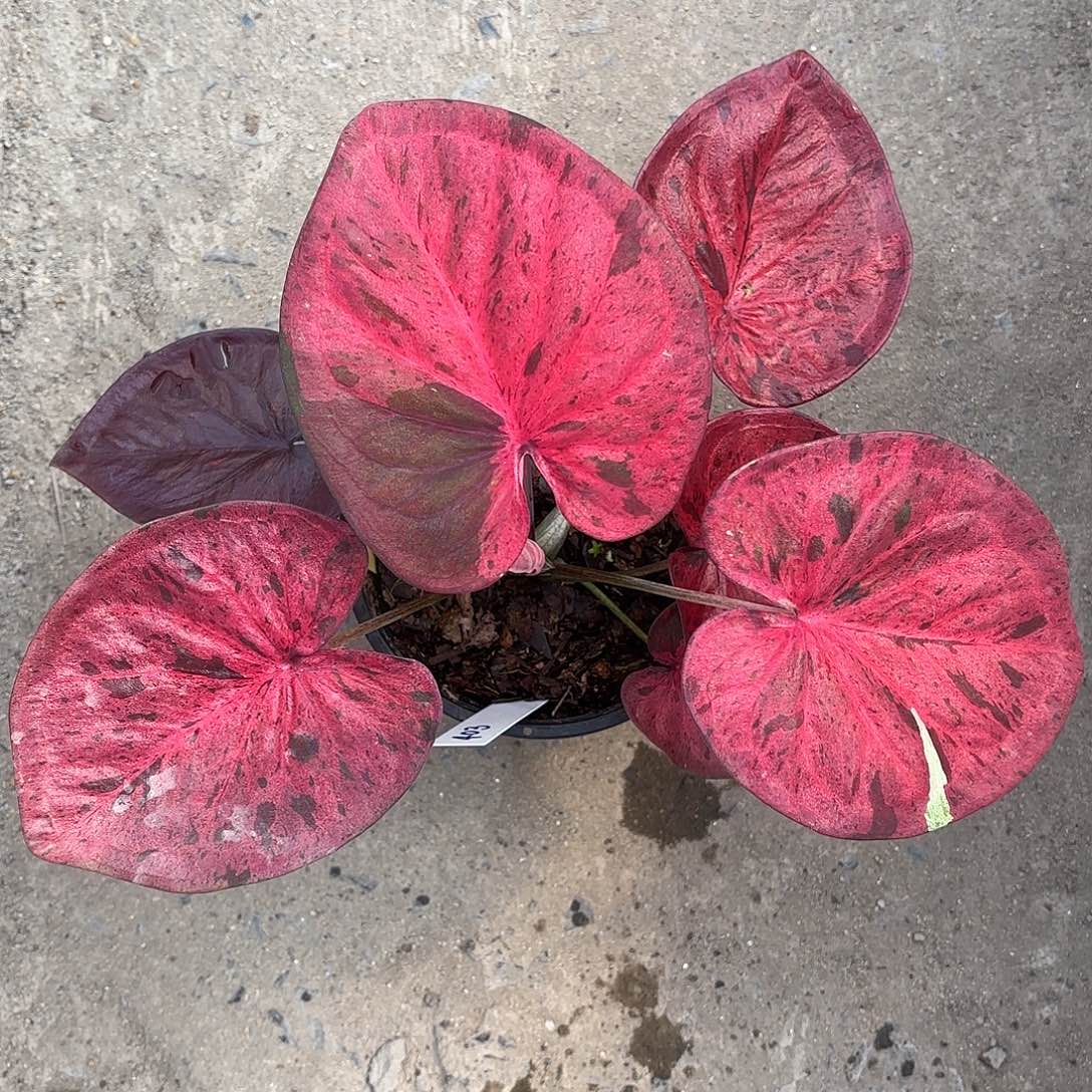 403-0125粉毒彩叶芋泰国发货